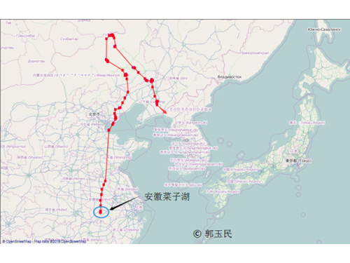 2015年12月揭示鴻雁遷徙新路徑