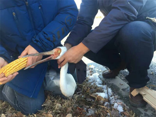 湖南環球信士科技有限公司,湖南野生動物追蹤,湖南衛星追蹤器,湖南追蹤器