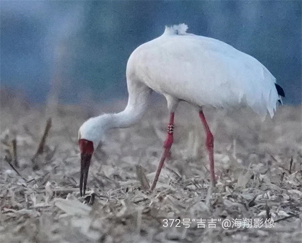 湖南環球信士科技有限公司,湖南野生動物追蹤,湖南衛星追蹤器,湖南追蹤器