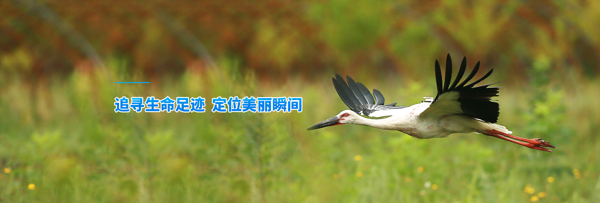 湖南環球信士科技有限公司_湖南野生動物追蹤|湖南衛星追蹤器