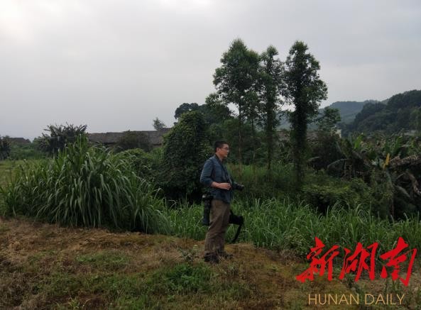 攸縣興林油茶,油茶苗,油茶果,輕基質杯苗,裸根苗,油茶苗價格,油茶苗批發,油茶苗基地