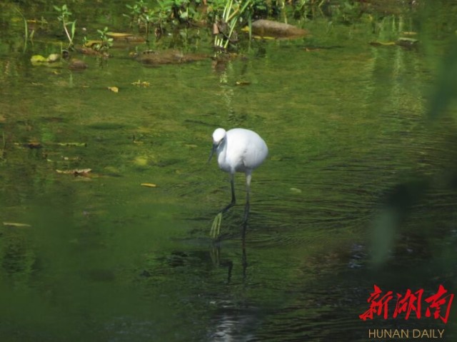 攸縣興林油茶,油茶苗,油茶果,輕基質杯苗,裸根苗,油茶苗價格,油茶苗批發,油茶苗基地