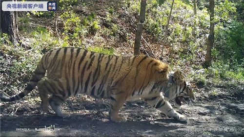 湖南環球信士科技有限公司,湖南野生動物追蹤,湖南衛星追蹤器,湖南追蹤器