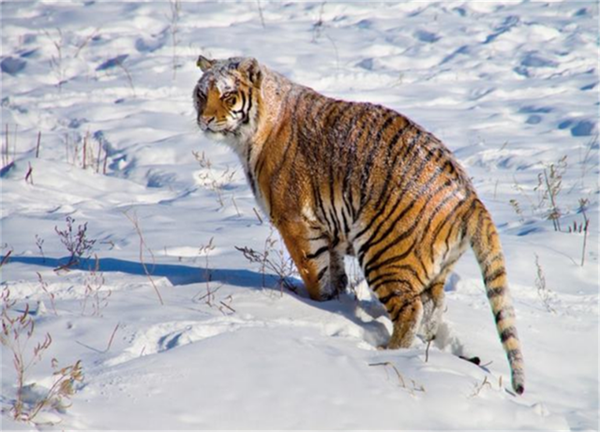 湖南環球信士科技有限公司,湖南野生動物追蹤,湖南衛星追蹤器,湖南追蹤器