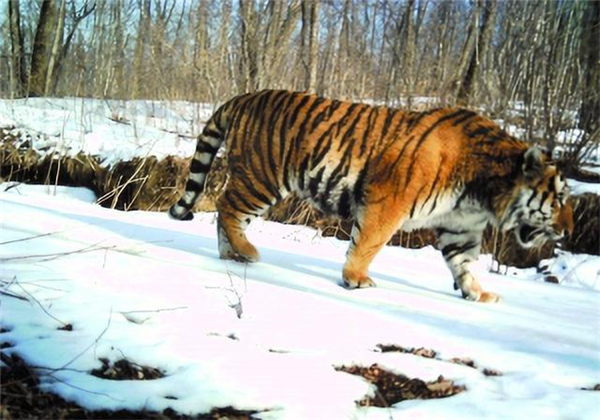 湖南環球信士科技有限公司,湖南野生動物追蹤,湖南衛星追蹤器,湖南追蹤器