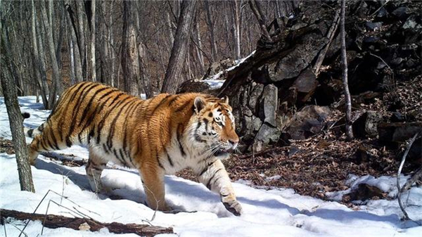 湖南環球信士科技有限公司,湖南野生動物追蹤,湖南衛星追蹤器,湖南追蹤器