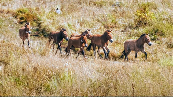 湖南環球信士科技有限公司,湖南野生動物追蹤,湖南衛星追蹤器,湖南追蹤器