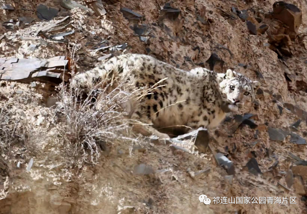 湖南環球信士科技有限公司,湖南野生動物追蹤,湖南衛星追蹤器,湖南追蹤器