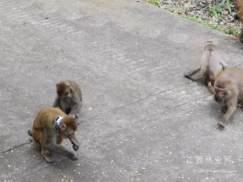 湖南環球信士科技有限公司,湖南野生動物追蹤,湖南衛星追蹤器,湖南追蹤器