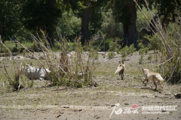 湖南環球信士科技有限公司,湖南野生動物追蹤,湖南衛星追蹤器,湖南追蹤器